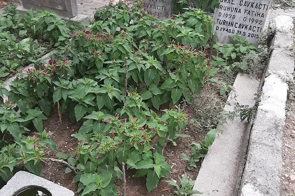 İstanbul Büyükşehir Belediyesi Dedeler Mezarlığı - Resim 2
