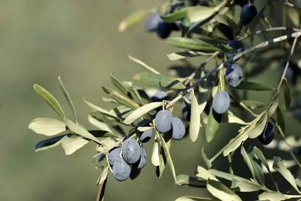 Murat Zeytin Tarım - Resim 1