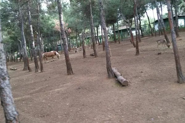 Piknik Alanı - Resim 2