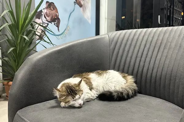 PlusVet Veteriner Kliniği - Resim 12
