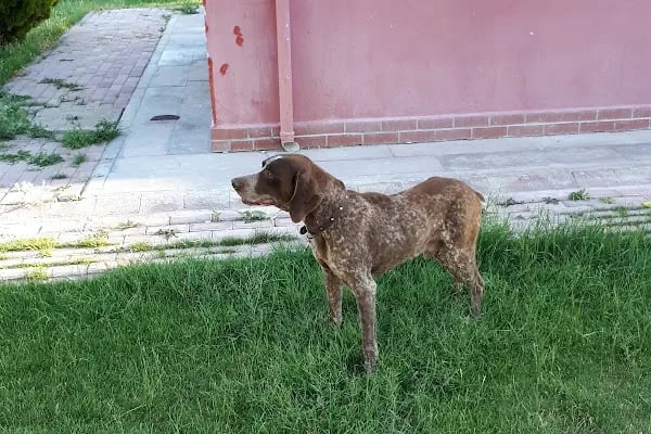 PlusVet Veteriner Kliniği - Resim 8