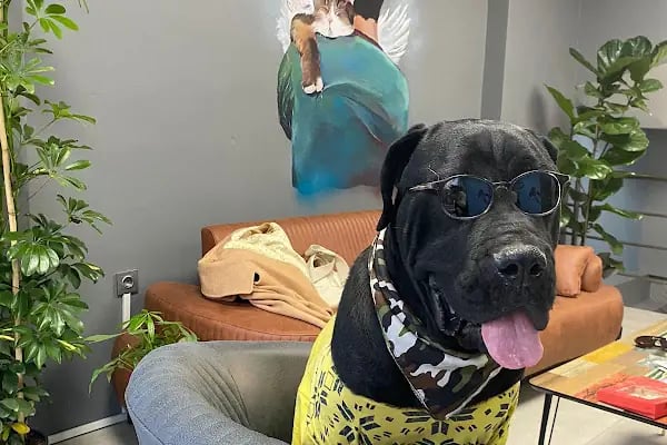 PlusVet Veteriner Kliniği - Resim 2