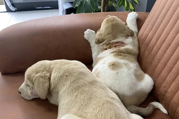 PlusVet Veteriner Kliniği - Resim 6