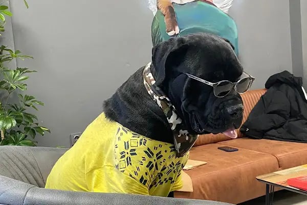 PlusVet Veteriner Kliniği - Resim 15