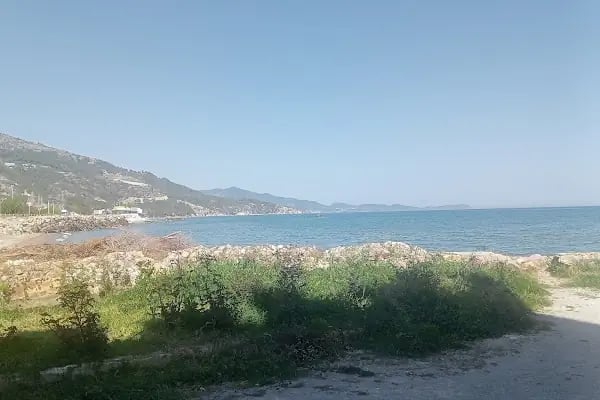 Sıla Fresh Muz - Resim 5