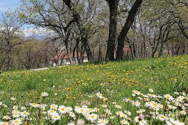 Balat Atatürk Kent Ormanı - Resim 7