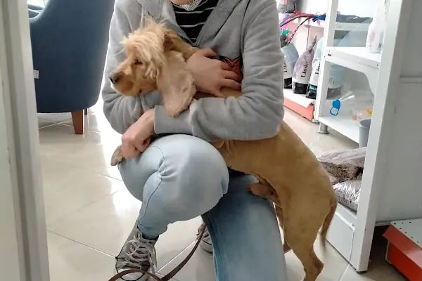 AYIŞIĞI VETERİNER KLİNİĞİ &amp; ARTEMİS VETERİNER KLİNİĞİ - Resim 6