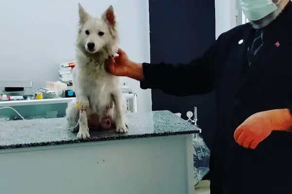 AYIŞIĞI VETERİNER KLİNİĞİ &amp; ARTEMİS VETERİNER KLİNİĞİ - Resim 15