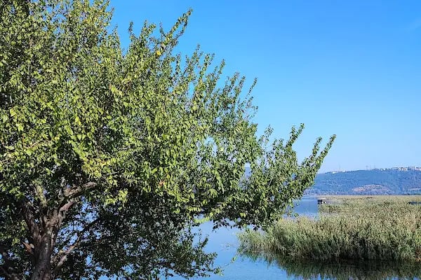 Arifiye Park - Resim 3