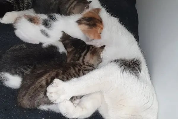 Tera Veteriner Kliniği - Resim 19