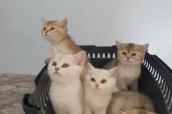 Tera Veteriner Kliniği - Resim 11