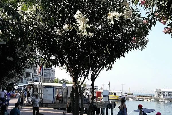 İdo Burgazada İskelesi - Resim 3