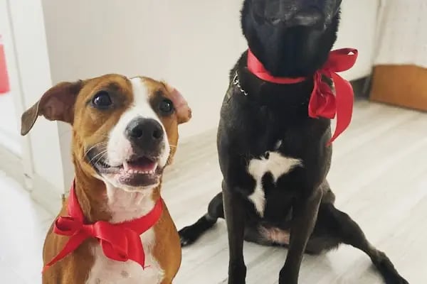 Güneşli Ada Veteriner Kliniği - Resim 6