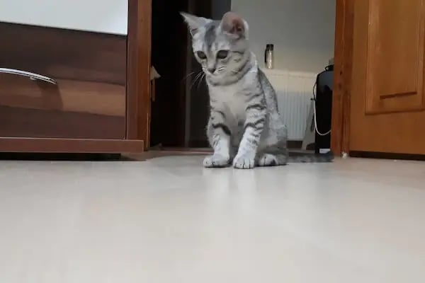 Güneşli Ada Veteriner Kliniği - Resim 10