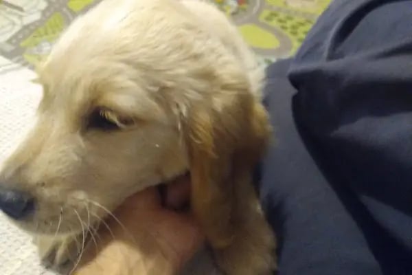 Güneşli Ada Veteriner Kliniği - Resim 13