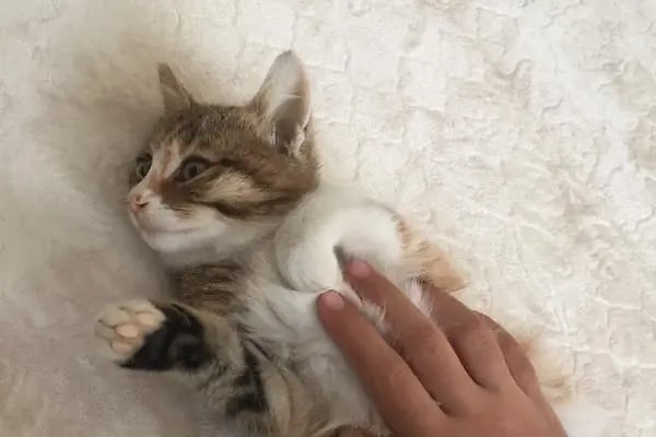 Güneşli Ada Veteriner Kliniği - Resim 12