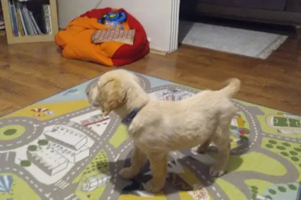 Güneşli Ada Veteriner Kliniği - Resim 14