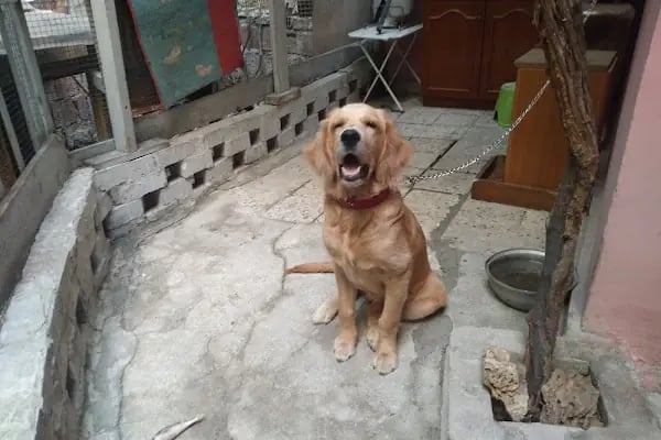 Güneşli Ada Veteriner Kliniği - Resim 7