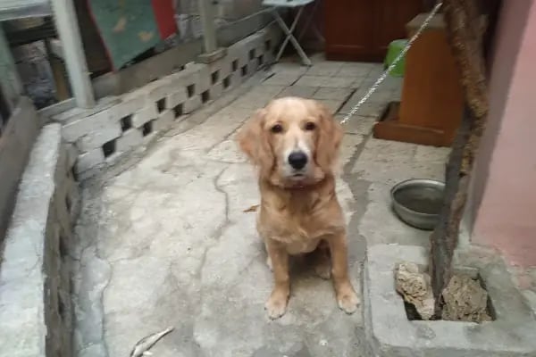 Güneşli Ada Veteriner Kliniği - Resim 19