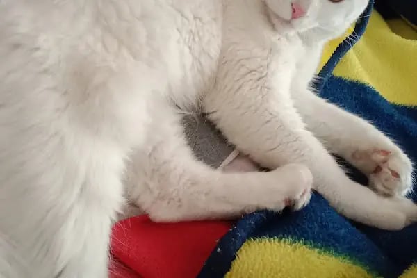 Güneşli Ada Veteriner Kliniği - Resim 8