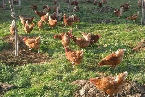 Zeynonun Çiftliği | Doğal Günlük Süt, Ev Yapımı Ürünler, Süt Ürünleri - Resim 4