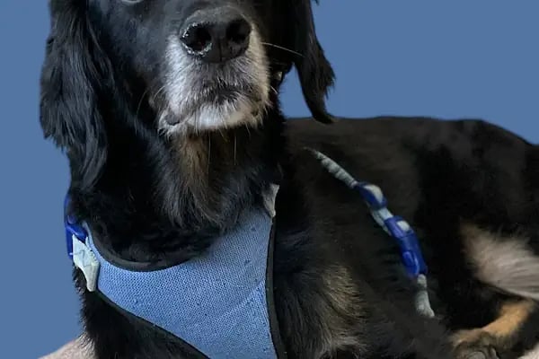 EdreVET – Edremit Veteriner Kliniği (Uzman Veteriner Hekim Yalım UZEL) - Resim 6