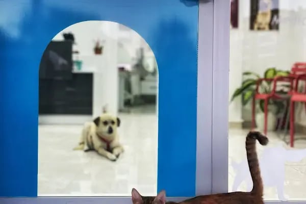 EdreVET – Edremit Veteriner Kliniği (Uzman Veteriner Hekim Yalım UZEL) - Resim 11