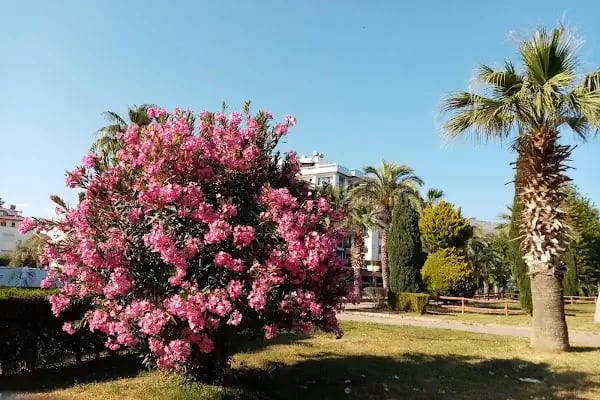 Anamur Belediyesi Dragon Parkı - Resim 18