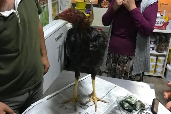 Ali Kaya Veteriner Kliniği - Resim 5