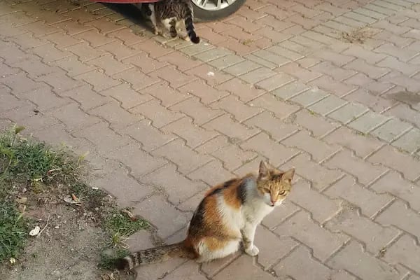 Kayıkhane Sitesi - Resim 16