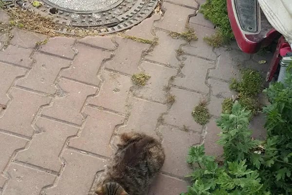 Kayıkhane Sitesi - Resim 18