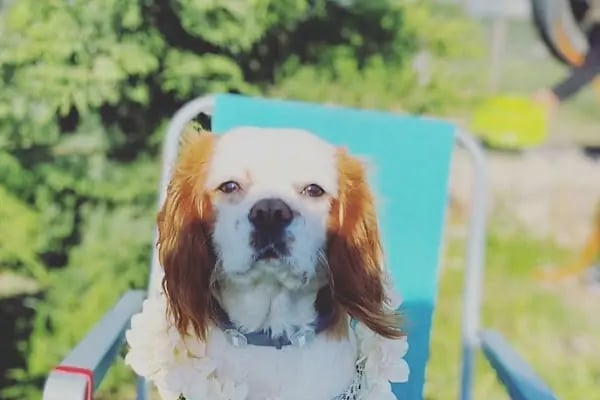 Ege Pet Park Hayvan Hastanesi - Resim 4