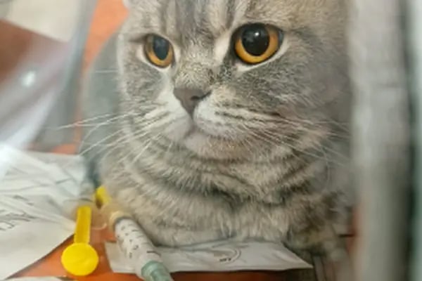 Aydın Güven Veteriner Kliniği - Resim 18