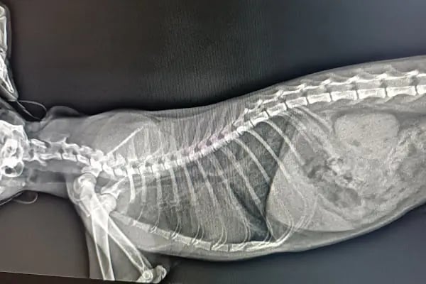 Aydın Güven Veteriner Kliniği - Resim 7
