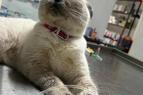 Aydın Güven Veteriner Kliniği - Resim 15