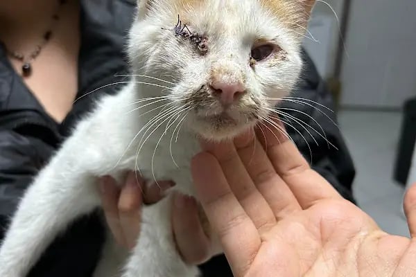 Aydın Güven Veteriner Kliniği - Resim 2