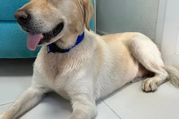 Aydın Güven Veteriner Kliniği - Resim 14