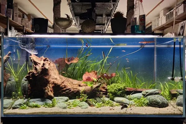 Adtalos Aquascaping Shop - Resim 4
