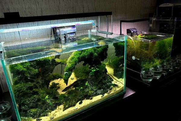 Adtalos Aquascaping Shop - Resim 14