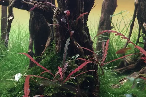 Adtalos Aquascaping Shop - Resim 17