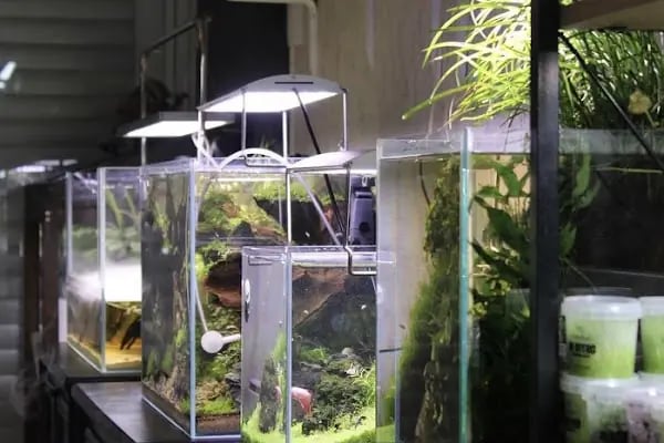 Adtalos Aquascaping Shop - Resim 3
