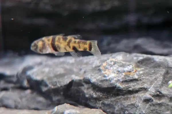 Adtalos Aquascaping Shop - Resim 20
