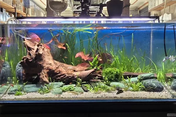 Adtalos Aquascaping Shop - Resim 7