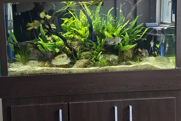 Adtalos Aquascaping Shop - Resim 13