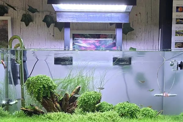 Adtalos Aquascaping Shop - Resim 18