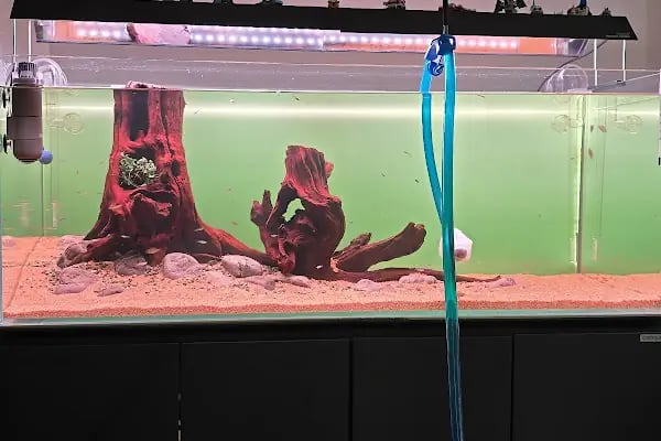 Adtalos Aquascaping Shop - Resim 16