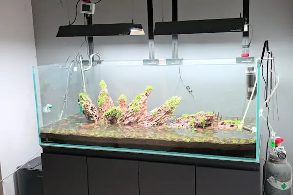 Adtalos Aquascaping Shop - Resim 6
