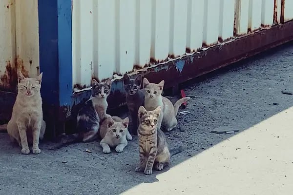 Kocaeli Serbest Bölgesi - Resim 12