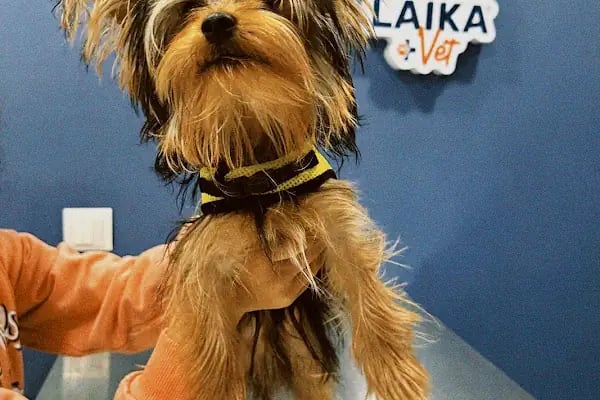 Laikavet Veteriner Kliniği - Resim 4