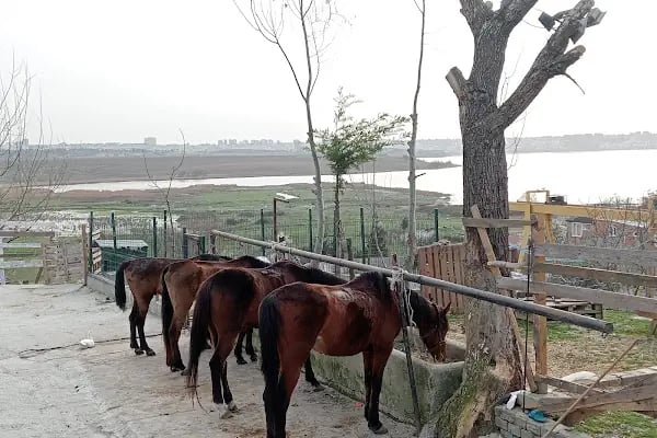 Avcılar Binicilik - Resim 18
